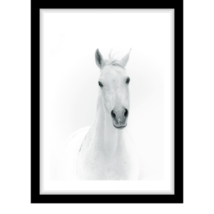 White horse
