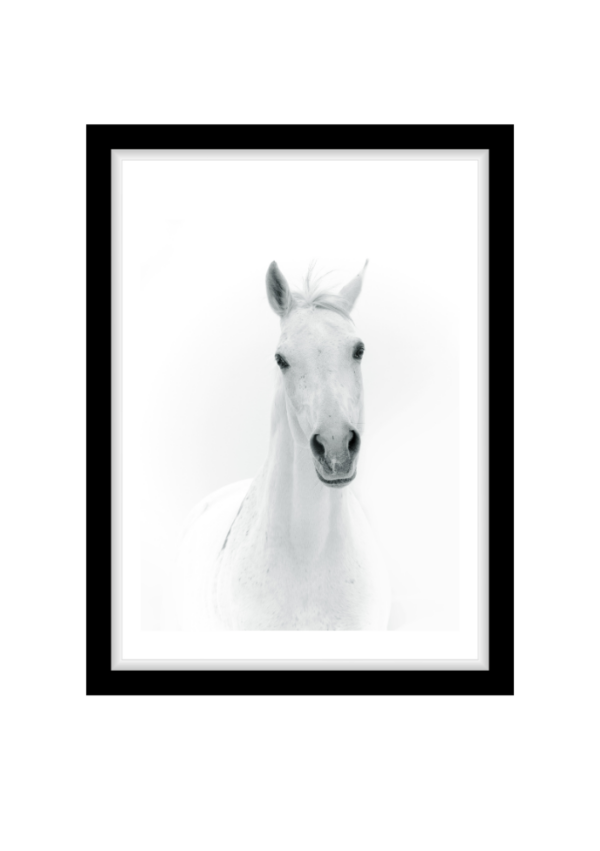 White horse