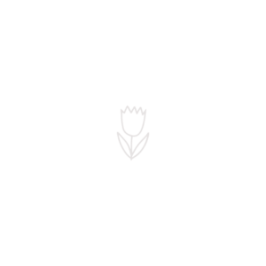 Hand Drawn Tulip
