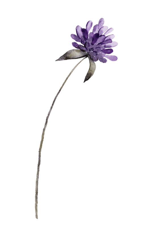 Lila blomma
