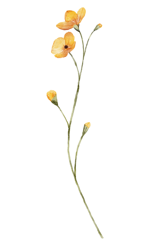 Gul blomma