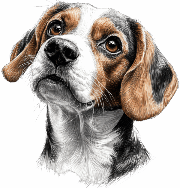Beagle