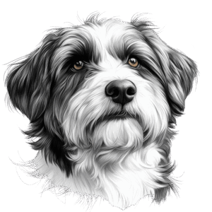 Bearded Collie