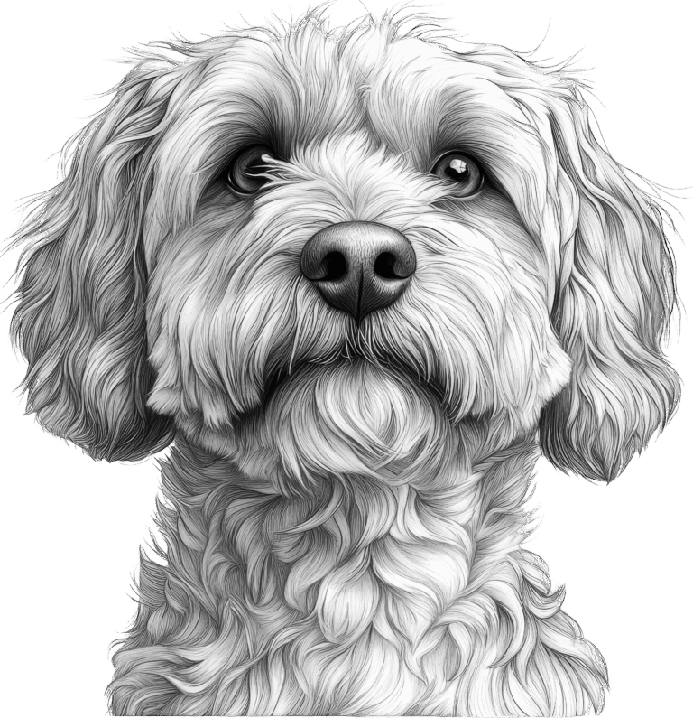 Cockapoo