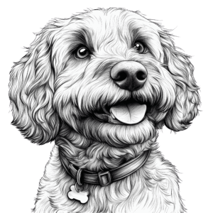Labradoodle