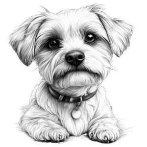 Maltese Terrier